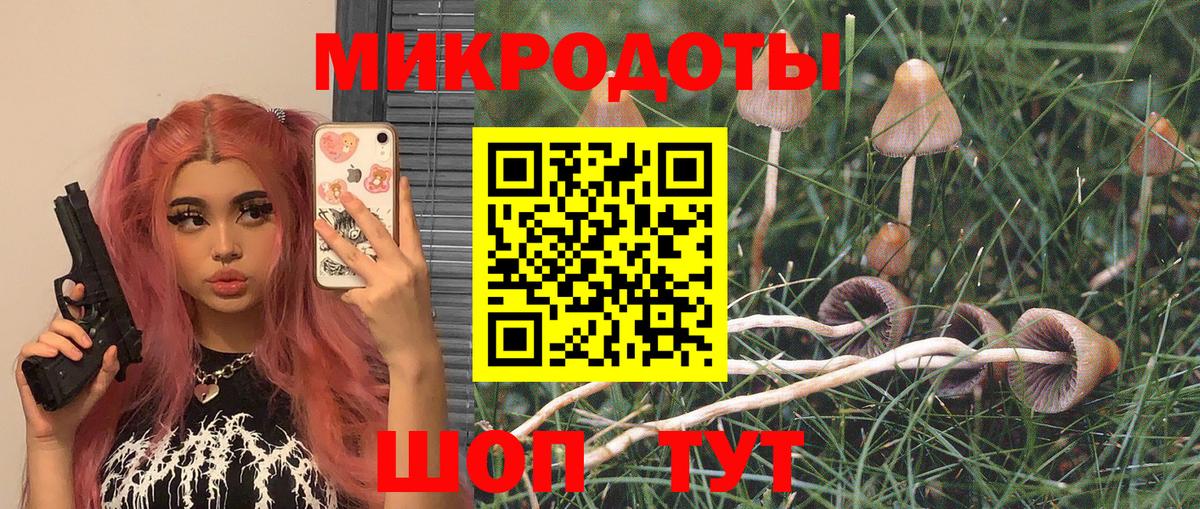 Галлюциногенные грибы Psilocybe Старая Купавна